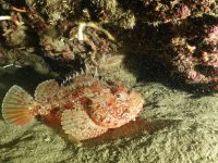 cecile_compan_estartit_006